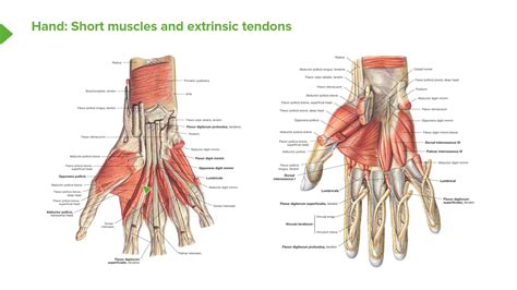 Short Muscles And Extrinsic Tendons Anatomy Of The Hand Youtube