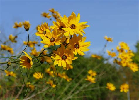 Engelmannie Engelmann S Daisy Engelmannia Peristenia Flickr