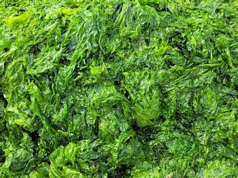 Ulva Lactuca Foto Stok - Unduh Gambar Sekarang - Alam, Basah - Kondisi ...
