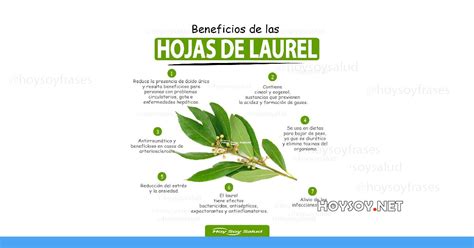 Beneficios Y Propiedades Saludables De La Hoja De Laurel Hoysoy Net