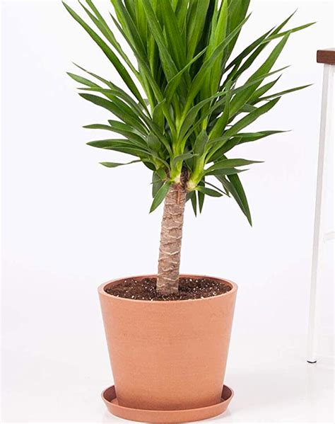 12 Indoor Palm Plants That Are Easy To Care For Purewow