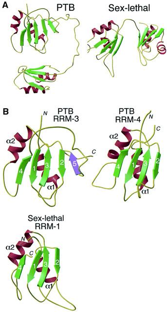 Structure Of Tandem RNA Recognition Motifs From Polypyrimidine Tract