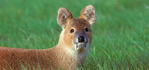 The Water Deer | Critter Science