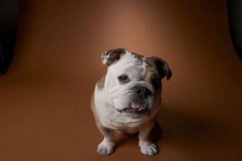 What Is An English Bantam Bulldog Pets