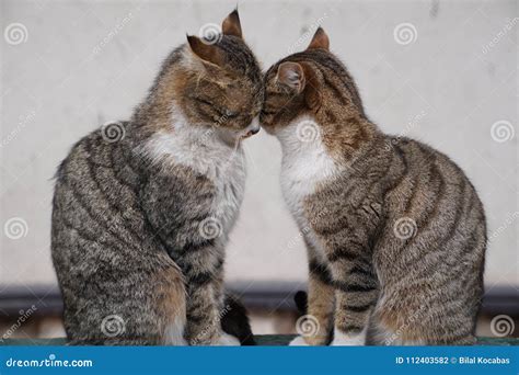 Two Cats Sitting Together