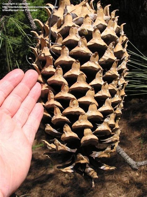 Plantfiles Pictures Coulter Pine Big Cone Pine Pinus Coulteri By