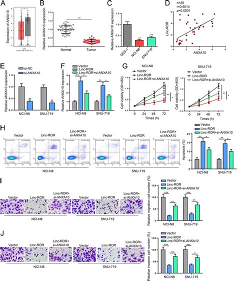 Anxa Knockdown Abates The Inhibitory Effects Of Linc Ror