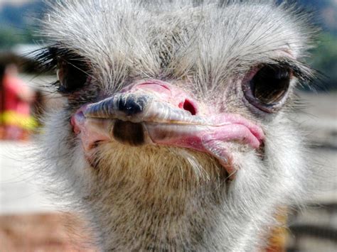 Funny Ostrich Wallpapers Top Free Funny Ostrich Backgrounds