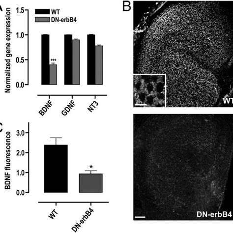 Bdnf Expression Is Reduced In Gfap Dn Erbb Utricles A Real Time