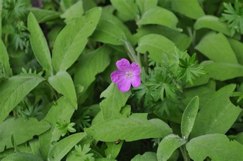 Darmowy obraz lato kwiat Płatek światło dzienne słupek flora