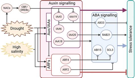 Schematic Representation Of Auxin Signalling Regulation During Drought