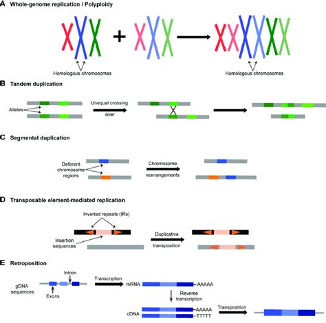 Mechanisms Of Gene Duplication A Whole Genome Duplication WGD Or