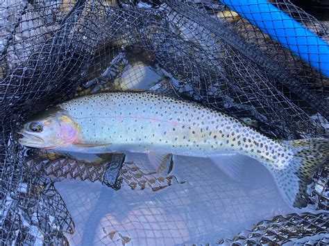 Native Trout Fly Fishing Green River Cutthroat Trout