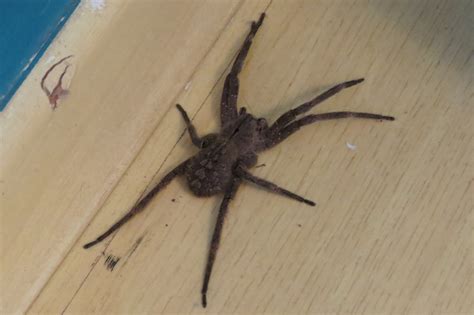 Phoneutria eickstedtae Martins & Bertani, 2007
