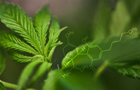 Was Ist Cbd Cannabidiol