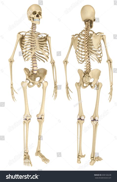 Human Skeleton Isolated Medically Accurate D Stock Illustration