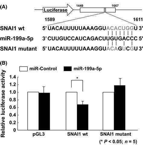 Suppression Of The Tgf Induced Protein Expression Of Snai And N