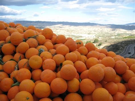 Orange spain sunny 236375 photos free download