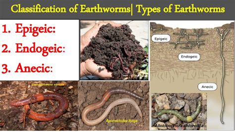 Types Of Earthworms Classification Of Earthworms Epigeic Endogeic