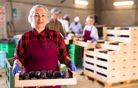 Mature Woman With Box Full Of Plums In Warehouse Stock Image Image Of