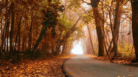 Wallpaper Sunlight Trees Landscape Forest Fall Leaves Nature Road Branch Morning