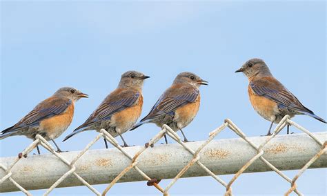 15 Eastern Bluebird Facts You Didn’t Know (2023) | World Birds