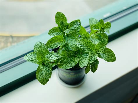 Mint Plant Care Guide Grow Fresh Mint At Home Dos And Donts