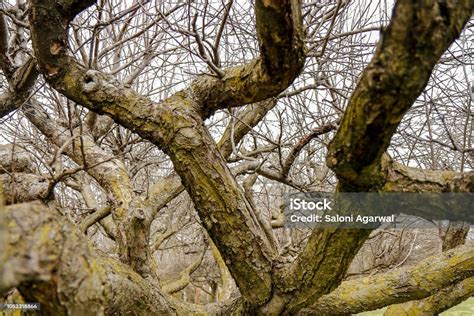 Pohon Tanpa Daun Di Latar Belakang Langit Foto Stok Unduh Gambar