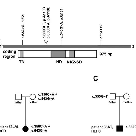 Summary Of Identified Nkx2 5 Sequence Variations In Patients With Chd