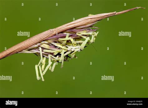 Umbrella Bamboo Arundinaria Murielae Fargesia Murielae