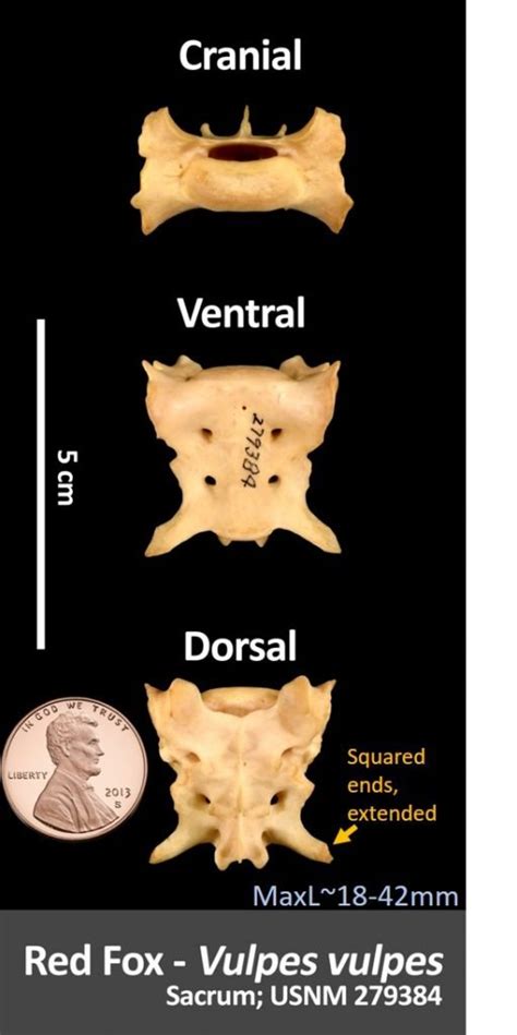 Red Fox Sacrum OsteoID Bone Identification