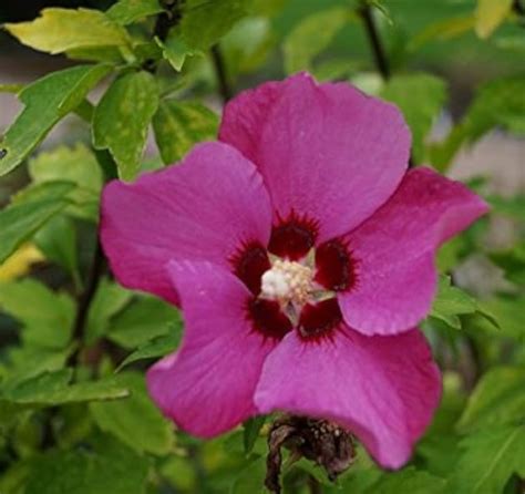 Гибискус сирийский Флауер Тауер Руби Hibiscus syriacus Flower Tower