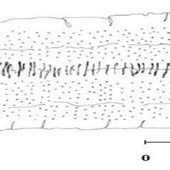 Longitudinal Sections Of Ligula Intestinalis With One Row Of