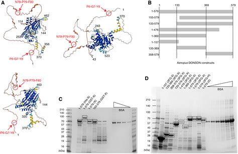 Novel Role Of Donson In Cmg Helicase Assembly During Vertebrate Dna