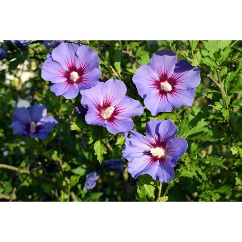 Hibiscus Syriacus ´oiseau Bleu´ Althéa Mauve En Arbre 9 5 Litres