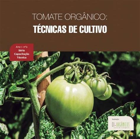 Tomate orgânico Técnicas de cultivo Centro de Inteligência em Orgânicos