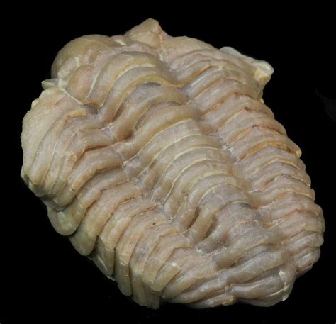 14 Calymene Clavicula Trilobite Oklahoma For Sale 44389