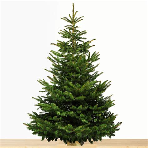 Sapin De No L Nordmann M Cm Sur B Che Livraison Incluse Sous