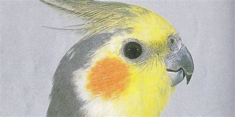 Best Pet Birds For Kids - Choices! Choices! - Cockatiels As Pets