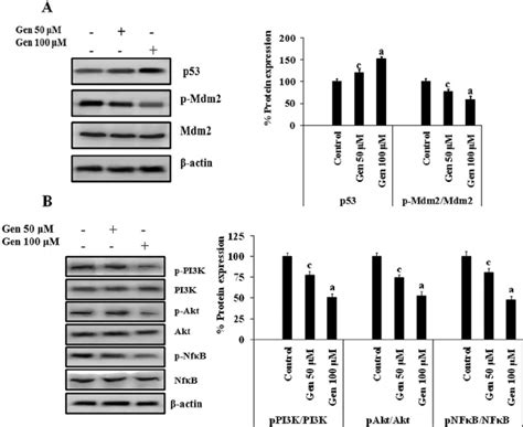 A Western Blot Analysis To See The Expression Of P53 And P Mdm2 And Download Scientific