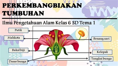 Soal Ipa Kelas 6 Materi Pubertas Soalsiswa Com Riset