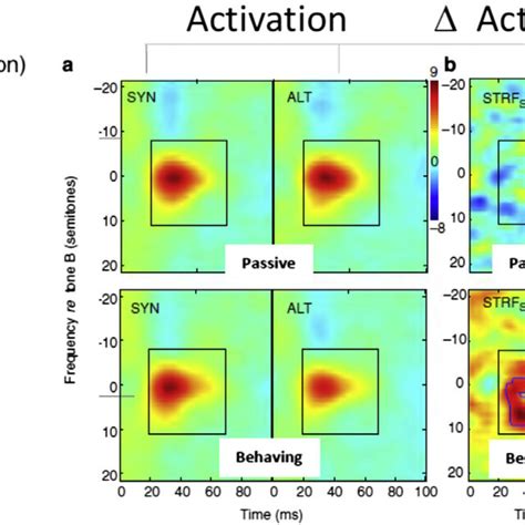 Temporal Coherence And Rapid Plasticity Of Neuronal Connectivity A