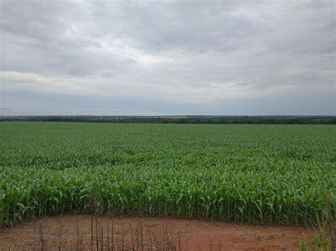 Fazenda Tima Para Lavoura A Venda Em Mato Grosso Fazendas Mato Grosso