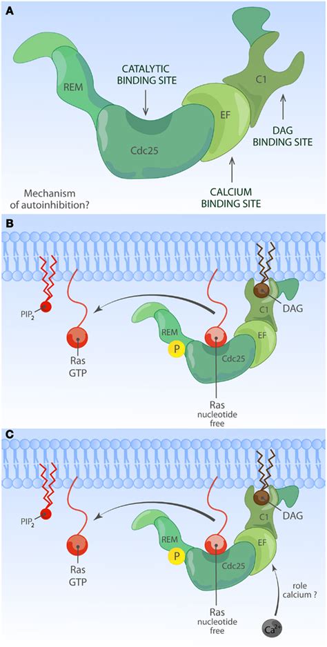 Frontiers Regulation Of Ras Exchange Factors And Cellular