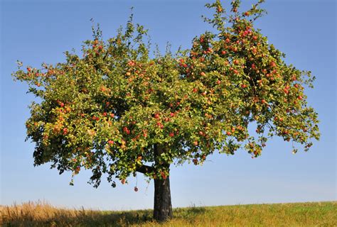 El Rbol De Manzanas Cuentos