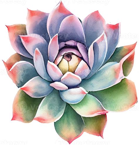 Succulent Watercolor Illustration 21183306 Png