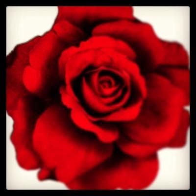 Hair accessories pins, Floral hair pins, Floral