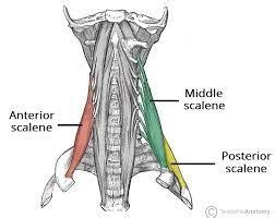 Prevertebral muscles Flashcards | Quizlet