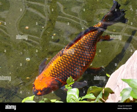 Orange And Black Koi