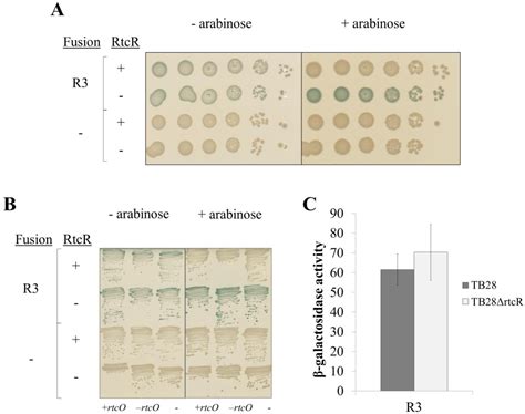 Figure From Regulation And Biological Function Of The Rna Ligase Rtcb